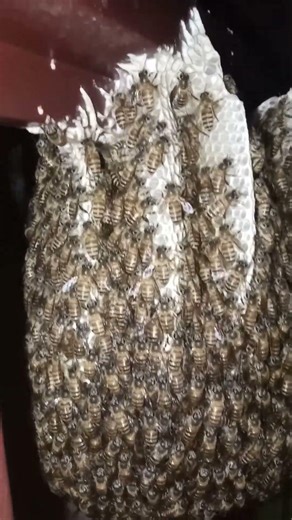 Why Are Bees Always So Busy? 🐝 Nature’s Hardest Workers! #Shorts #Bees