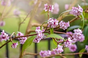 How Do You Grow and Take Care of Daphne Plants?