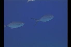 Watch Blue Runner Identification on Amazon Live