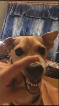 Dog Talking - Scary Version (LALALALA LALALA)