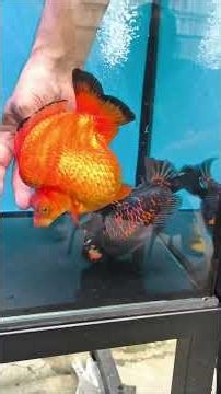 NEMU KOKI JUMBO LAGI!! Kali ini tim Java nemu koki jumbo kita spill ikannya! #goldfish #aquarium