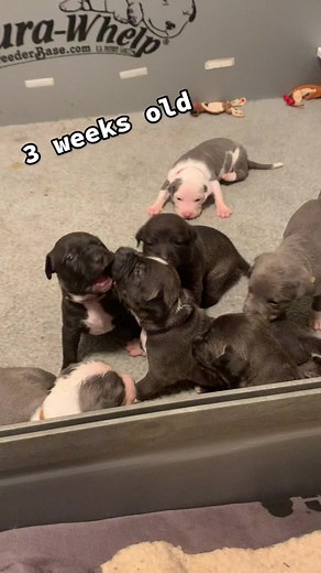 Irresistible Bullies on TikTok