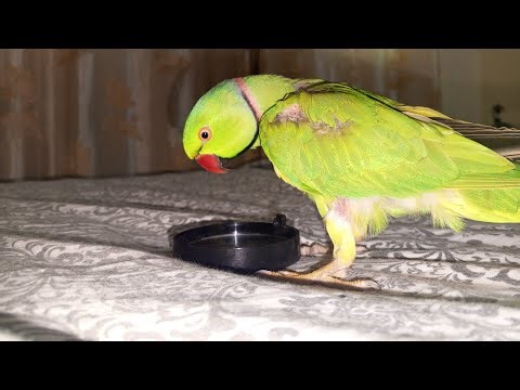 Kashmiri Parrot Speaks Like a Human |THE smart and beautifull talking parrots @KashmiriAmazonParrots