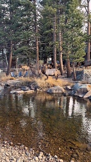 1K views · 370 reactions | A peaceful elk herd resting by the river in Estes Park, Colorado…and a bull and cow sharing a quiet moment at a single tree, their faces brushing the bark as the river moves softly behind them. Wild Colorado mornings never disappoint! 歷 #bullelk #naturevideos #coloradowildlife #untamednature #wapiti #wildlifereels #bigbull #canonuser #fypシ | The Untamed View | Facebook