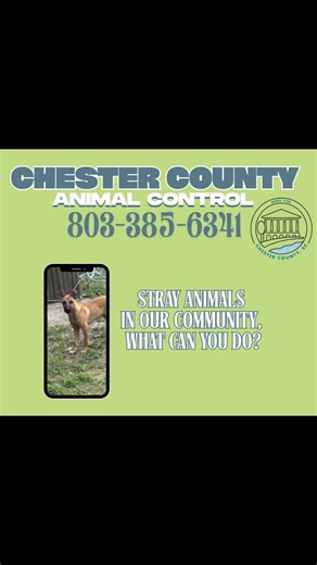 3K views · 54 reactions | "Everyday, our Animal Control Officers respond to calls about stray animals in Chester County. A simple phone call from you can mean the difference between a pet being lost or found and a community staying safe. In this video, our team will show you how to safely and properly report a stray animal, and why your call matters! " | Chester County, SC Animal Control | Facebook