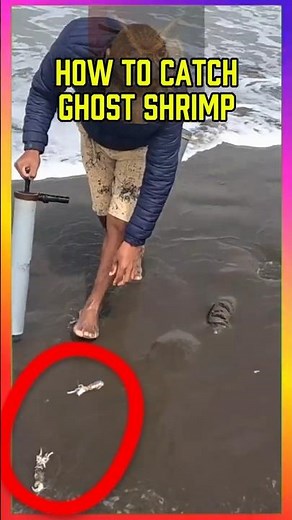 How To Catch Ghost Shrimp