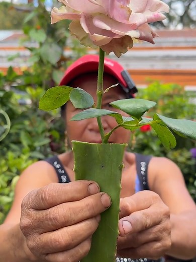 Cómo Usar Aloe Vera como Enraizante Natural para Esquejes de Rosas