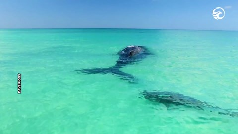 Stranded whale finally rescued