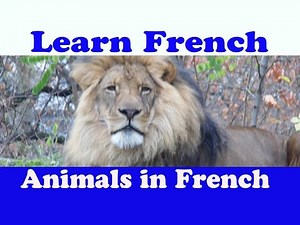 Learn french animals song - basic words in French - Lion & tigers & Jingle Jeff