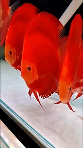🔥 pedas kaya cabe 🔥 ikan hias discus fish | super red melon #discus #aquarium #ikanhias #aquascapefish #discuslover #discusfish #discusbreed #discusfarm | Erwin Main Ikan Channel