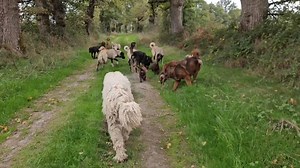 49K views · 713 reactions | Pour moi, l’élevage, ce n’est pas des...