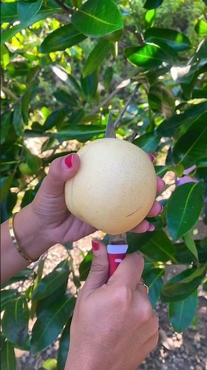 Buah Pir Madu #buahpir