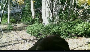 Rock Creek Sasquatch Project at Wasatch Bigfoot Hotspot Related Videos: Rider Spots Bigfoot While Horse Acts Up near Beaver Mountain: https://www.youtube.com/watch?v=99bPSL4FHBY&t=1s Bigfoot Staring Match Wasatch Mountains: https://www.youtube.com/watch?v=SERQKO880ac Hikers Scary Run In With Giant Bigfoot on Jardine Juniper Mountain Trail: https://www.youtube.com/watch?v=KvKMSuQtiLI&t=1s Giant Midnight Mountain Bigfoot Glares with Irritation Confronting Hunters: https://www.youtube.com/watch?v=S