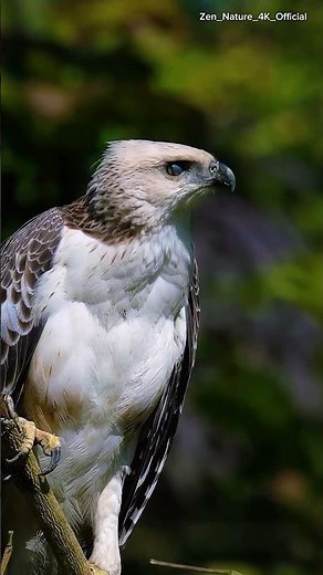 Red-Tailed Hawk Calling in the Wild 4K | Majestic Bird of Prey Up Close