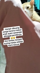 Simba kucing orang oyen yang hampir terbuang | Pecinta Kucing Kucing Jalanan