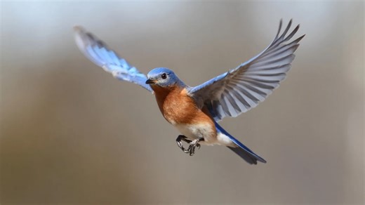 Could feather-like flaps improve flight performance and reduce drag?