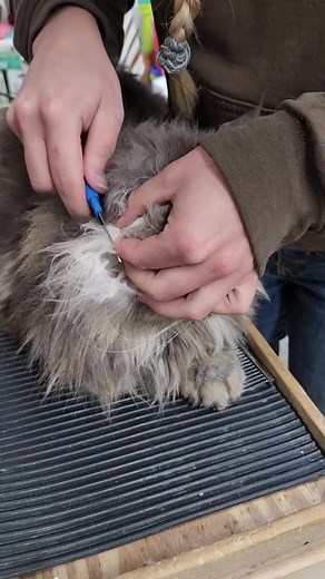Tricks for grooming cats...use a seam ripper to cut out mats. #catgrooming #catsmats #windyhillpets.com #ohiocattery #kathyskattery #groomingtips #catgroomingtips #mainecooncats