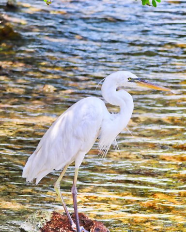 Florida Keys Wildlife Coloring Pages - Etsy