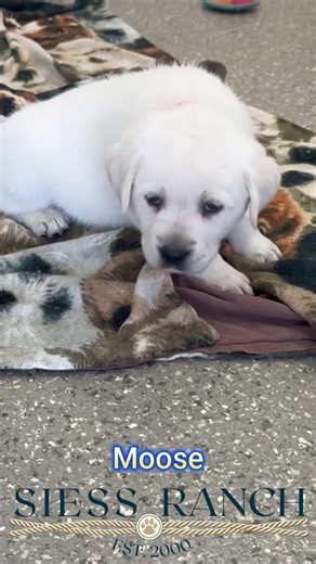 Big Male Labrador Retriever Puppy