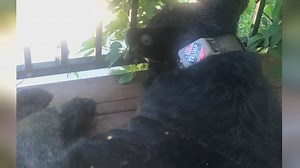 Is it against the law to put political sticker on bear's tracking collar?