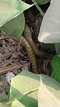 I Found a Giant Snake At The Bottom of This Lake