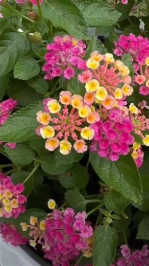 Lantana remains one of the most beloved ornamental plants #plants