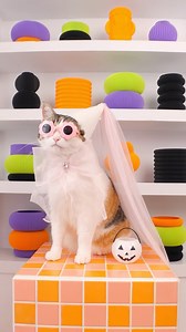 39K views · 117 reactions | trick or treat ✨ #halloween #catcostume #cat #cats #costume #costumedesign #halloweencostume #petcostume | ChampagneUnicorns | Facebook