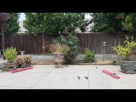 Mourning Dove routine.