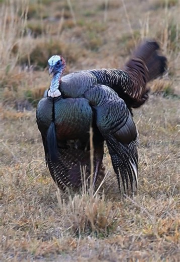 Turkey Hunting in Osceola, Florida