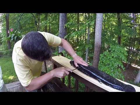 Mike Z Bowfishing - How to fillet a Snakehead - Yummy!