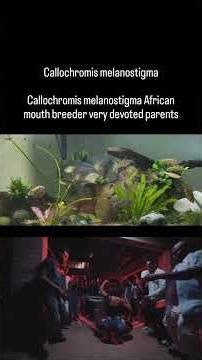 Callochromis melanostigma African cichlid