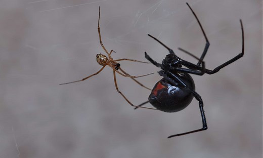 Male vs Female Black Widow Spider: What’s the Difference?