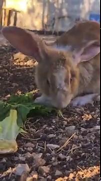 Duck Egg Hatching Process 🐣 + Feeding Day at the Farm with Ducks, Chickens & Turkeys | Farm Life