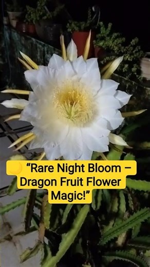 Magical Bloom of Dragon Fruit Flower 🌼 #DragonFruitFlower