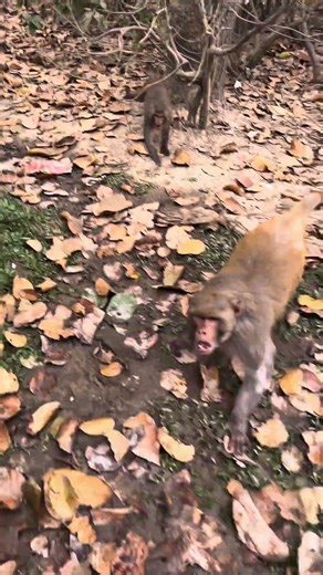 The moment the monkey got terrified and accidentally fell into the water 😲🐒