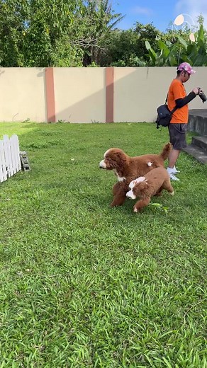 zgiantpoodles on TikTok