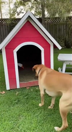 Dynamite Explosion - Goose vs Dog - Episode 18 #aicomedy #slapstick #shorts