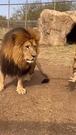 Dad does not want to take responsibility 😂 | AI Dog Scientist