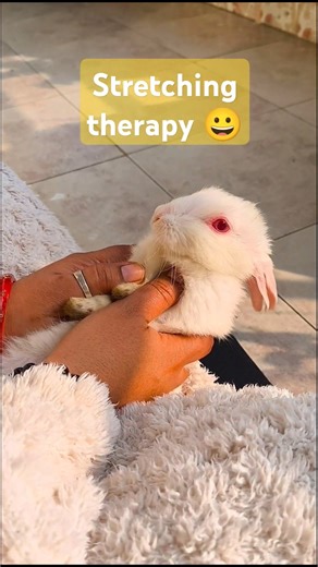 Relaxing rabbit vibes 😌🐰 Stretching & massage therapy for bunnies #rabbit #rabbitfunnyvideos