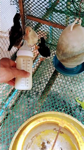 Which one can drink baby milk? #funny #sorts #viral