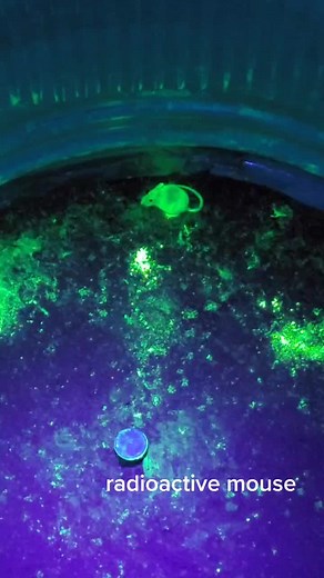 radioactive mouse. Mouse wit da radioactivity (actually just the mouse safe fluorescent powder under a black like, you can see how it tracks him)