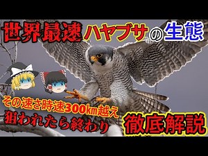 【ゆっくり解説】「ハヤブサ」を徹底解説/空のスピードキング！世界最速の鳥であるハヤブサの生態とは