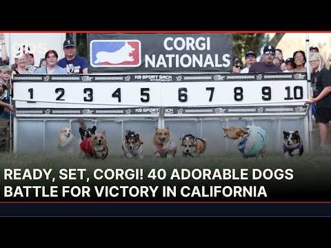 Corgis Race for Glory in California! Tiny Dogs Battle for Victory at Corgi Nationals | AO13