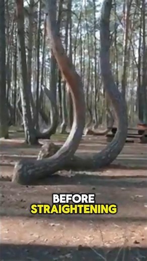 Strange Phenomenon! These 400 Pine Trees Form a Natural J Shape.#shorts #facts #shortvideos