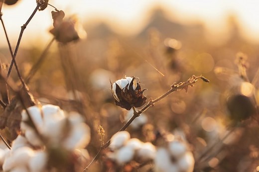 Difference Between Conventional Cotton, Organic Cotton, and BCI Cotton
