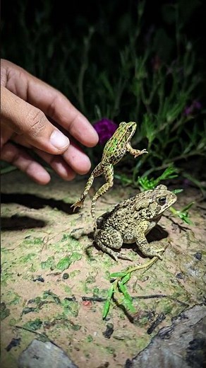Toad and small frog funny jump when you catch it | Catch Frog Flying Funny | Funny Frog!