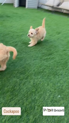 Rayyana Abudalu on Instagram: "#cockapoo 🤎💚"