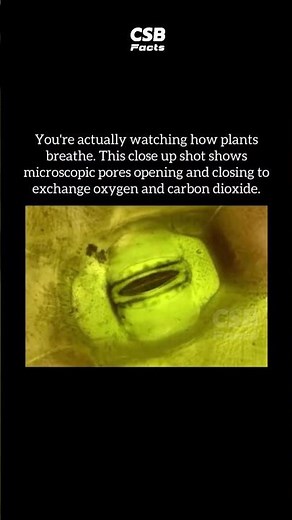 The Tiny Mouths on Leaves 🤯 | Stomata Under the Microscope