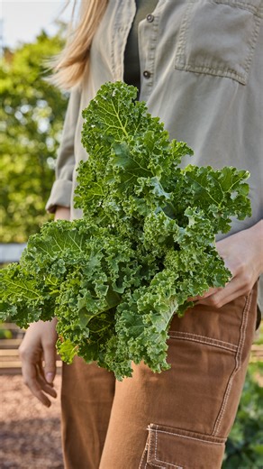 Burpee Gardening | Looking for a kale that’s easy to grow and even easier to love? 🥬 Kaleidoscope Kale delivers reliable growth, beautifully ruffled leaves,... | Instagram