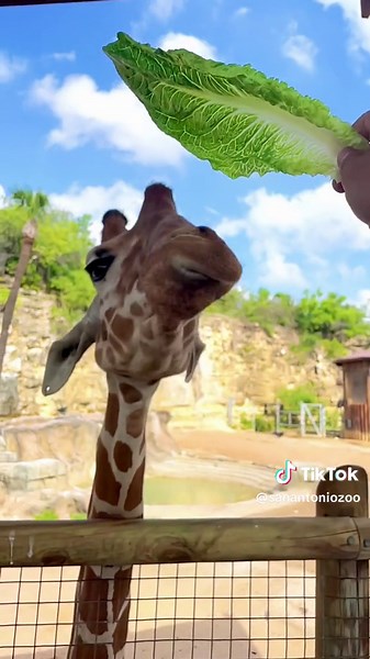 Munching Moves with Brayden at the Minecraft Giraffe Enclosure!